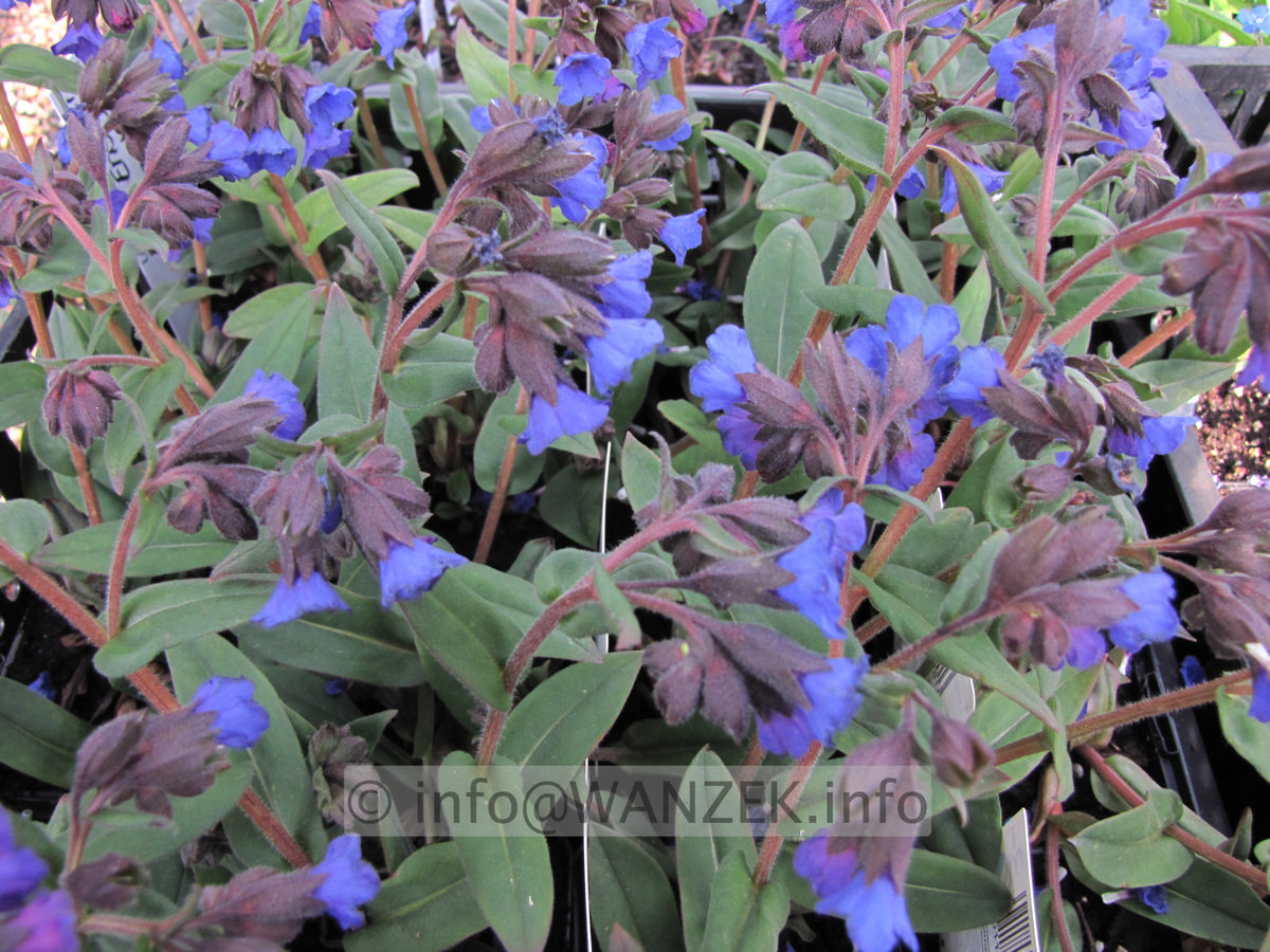 Pulmonaria angustifolia Blue Ensign 02.JPG